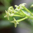 夜來香植物|夜來香(夜香花):形態特徵,產地生境,生長習性,繁殖方式,栽培技術,。